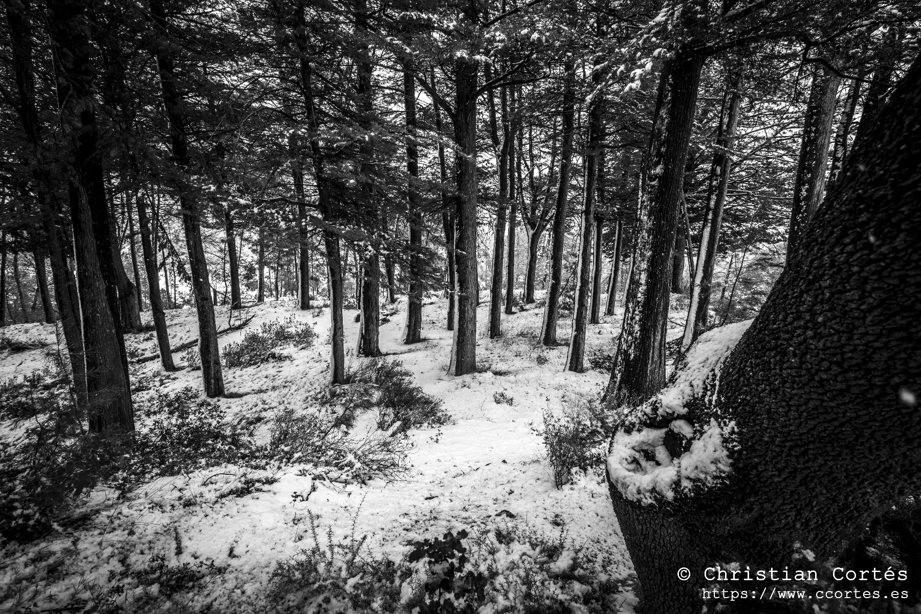 Nieve en Alicante 09